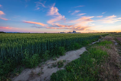 Scenic view of agriculture field against sky during sunset