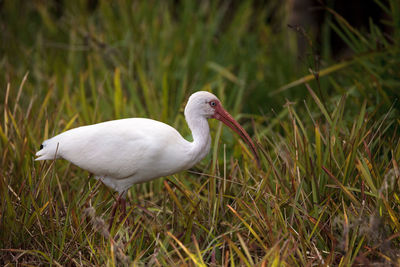 Close-up of white duck on grass