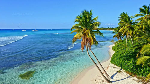 Palm trees on beach against sky