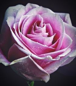 Close-up of pink rose