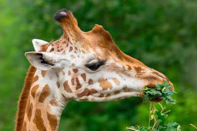 Giraffe chewing green branch closeup. giraffa camelopardalis