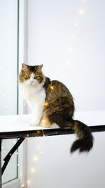 Portrait of cat sitting on table