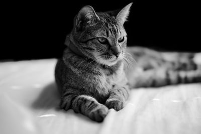 Close-up of a cat resting on bed