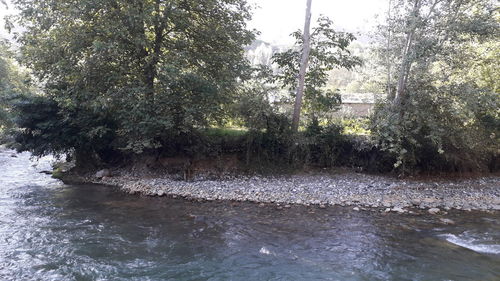 Scenic view of river flowing in forest