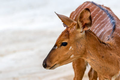 Close-up of a horse