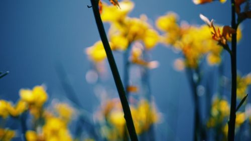 Close-up of yellow flowering plants against blue sky