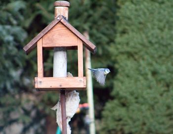 High angle view of a bird flying