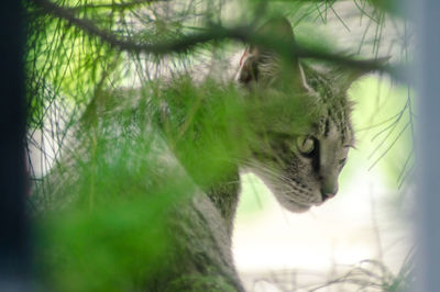 Tabby cat against plant