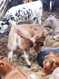 High angle view of cows on field