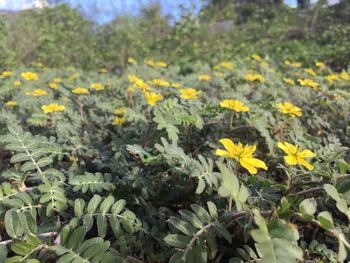 Close-up of yellow flowering plants on field