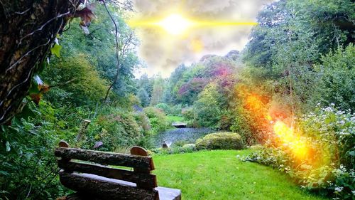 Trees in forest against sky