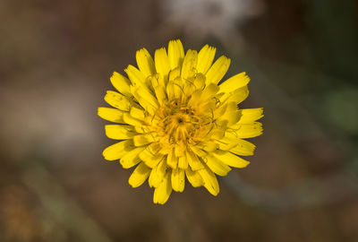 Close-up of yellow flowering plant