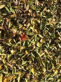 Full frame shot of fresh green leaves