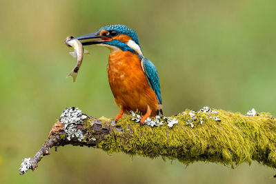 Close-up of bird holding dead fish g on tree