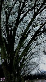 Low angle view of trees against sky