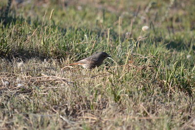 Close-up of bird on field