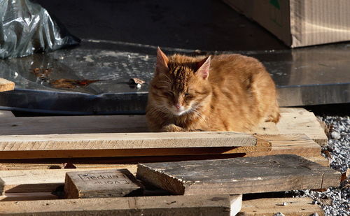 Cat lying on a log