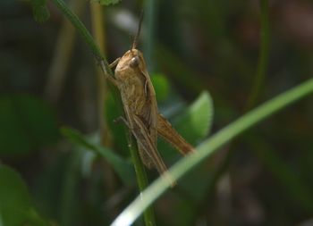 Close-up of insect on plant