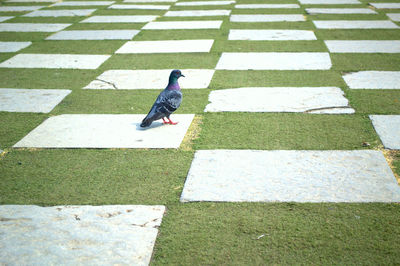 High angle view of pigeon perching on footpath