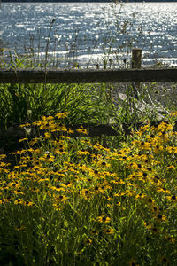 View of flowers in park