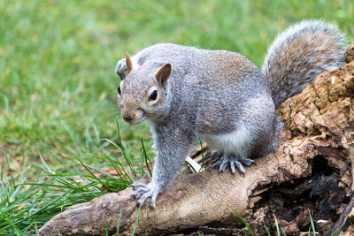 Close-up portrait of squirrel on tree