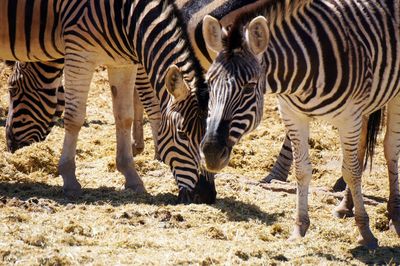 Zebras in a field