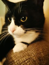 Close-up of cat looking away