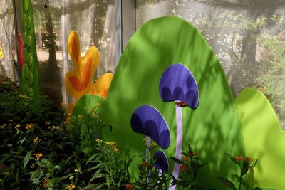 Close-up of purple crocus flowers