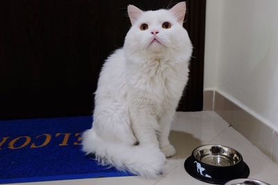 Cat sitting on floor