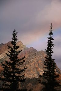 Pine trees in mountains during sunset