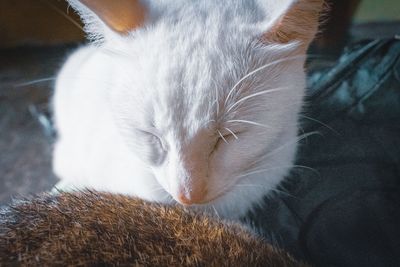 Close-up of cat sleeping