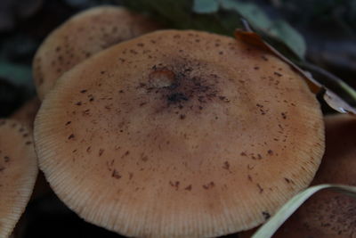 Close-up of bread