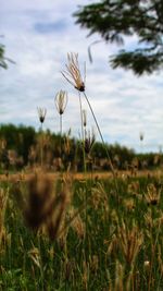 Close-up of flowering plants on field against sky