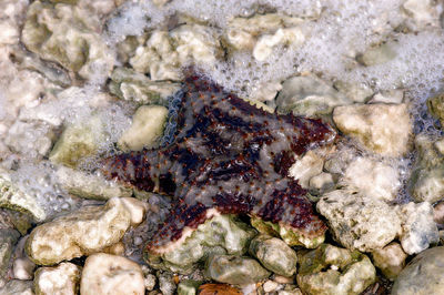 Close-up of crab on beach