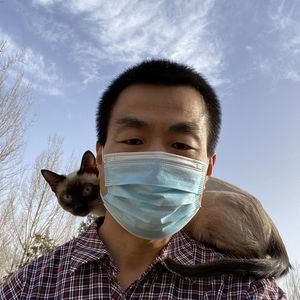 Playing with siamese cats