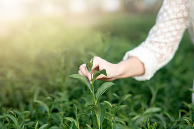 Close-up of hand on plant at field