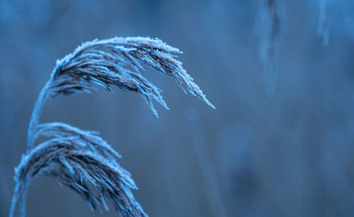 Morning ice crystals forming on plants,, leaves, barley for texture winter layers and backgrounds