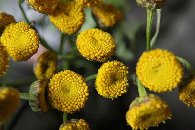 Close-up of yellow flowers growing on plant