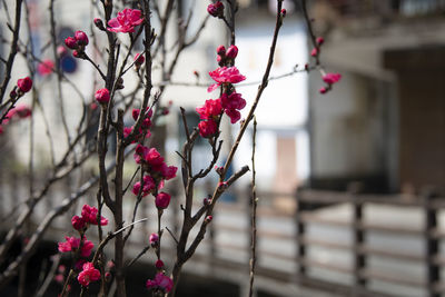 Close-up of red flowering plant against building