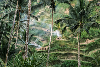 Rice terraces tegalalang. bali. view of the cascading rice fields ubud