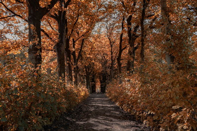 Footpath amidst trees during autumn