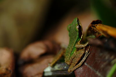 Close-up of grasshopper on rusty metal