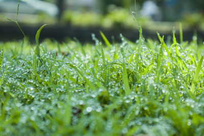 Close-up of wet grass on field during rainy season