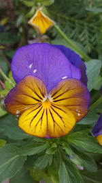 Close-up of yellow flower blooming outdoors