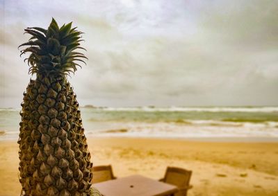 Close-up of pineapple at beach against sky