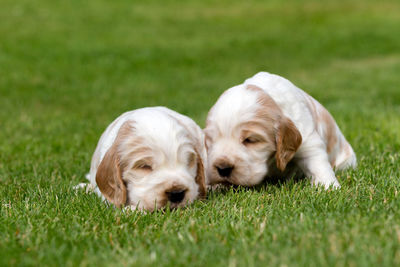 Puppy resting on grass