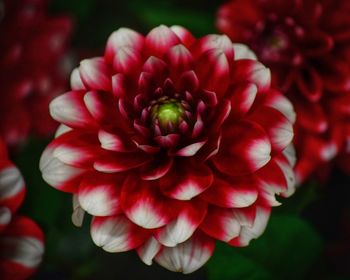 Close-up of red dahlia