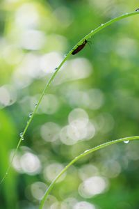 Close-up of wet plant