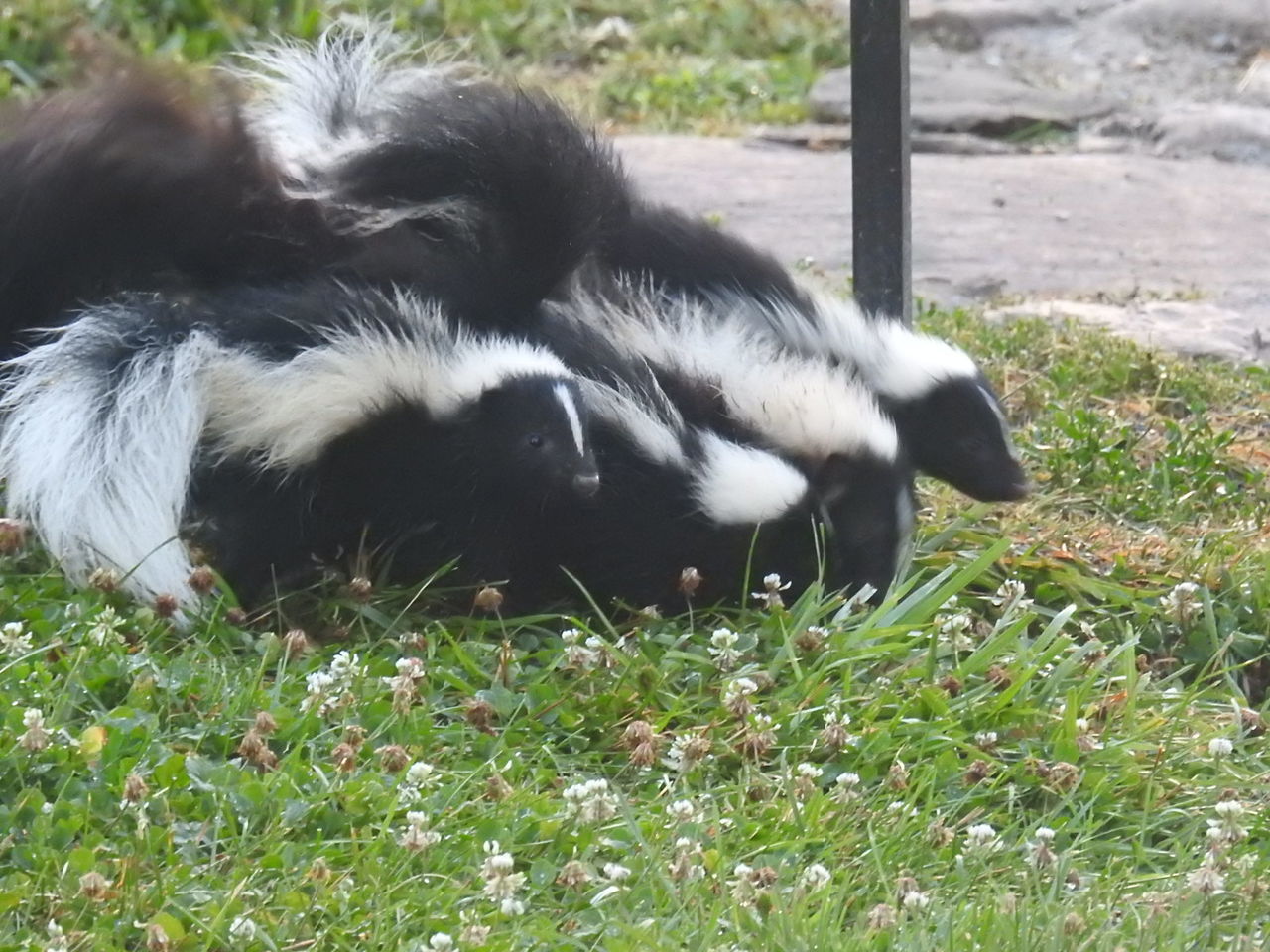 CAT RELAXING ON GRASS