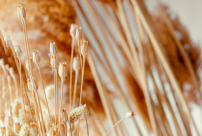 Dried spring flowers. last year's wild dry flowers in the interior close-up. minimalistic 